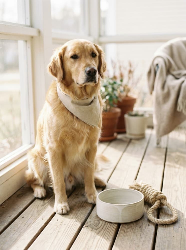 Pet